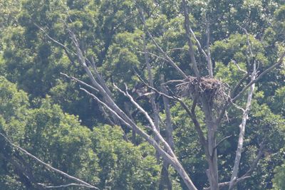 Both Fledged