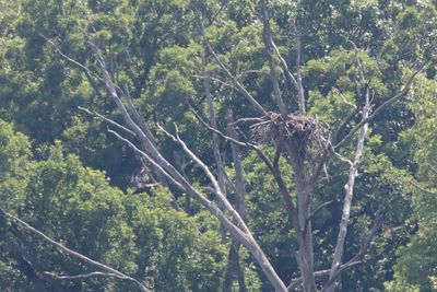 No More Nest