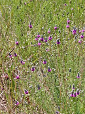 Prairie in Purple