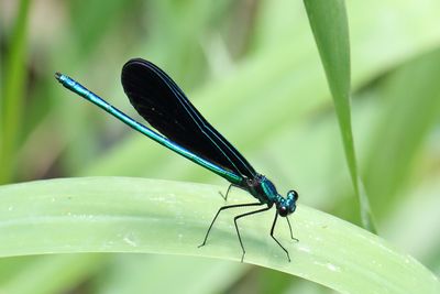 Small Jewel