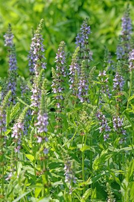 Perennial Plant