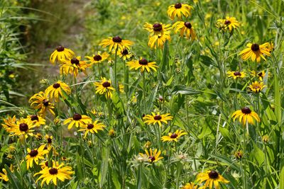 A Few Susans