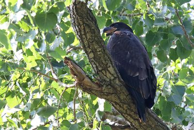 Out of the Nest