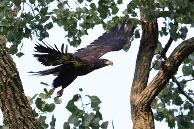 Flying Free