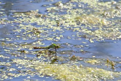 Water Landing