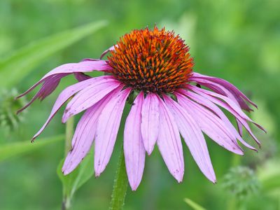 Summer Cone