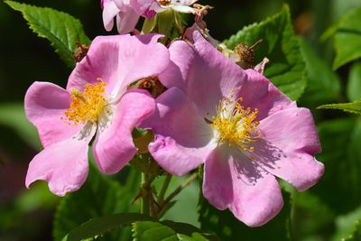 Pink Rose