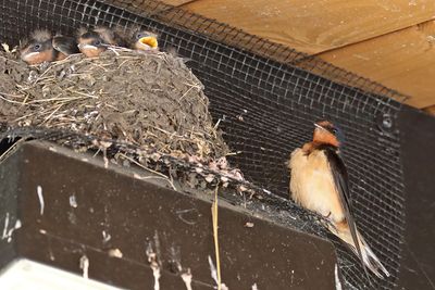 Swallow Family