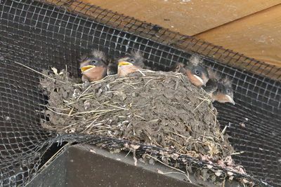 Small Swallows
