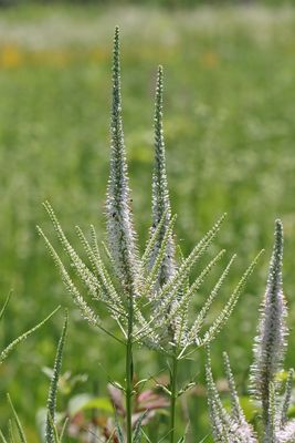 Prairie Candelabra 