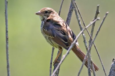 Sitting Sparrow