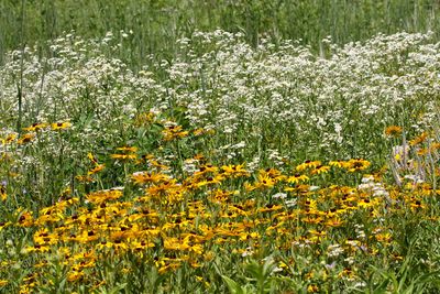 Illinois Prairie