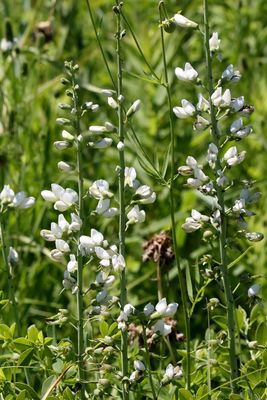 Growing Wild