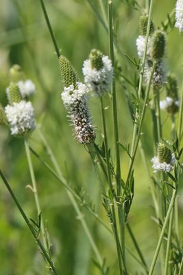Clover on the Prairie