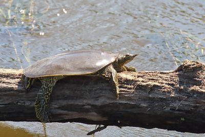 Shell Sunning