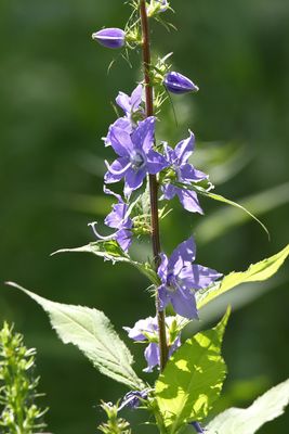 Blue Bells
