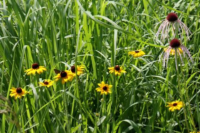 Prairie Companions
