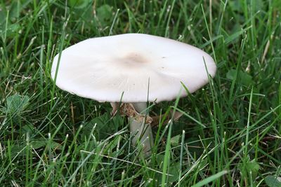 On a Parasol