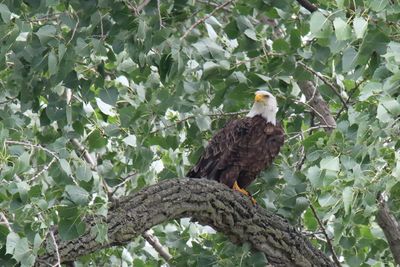 Perched in the Shade