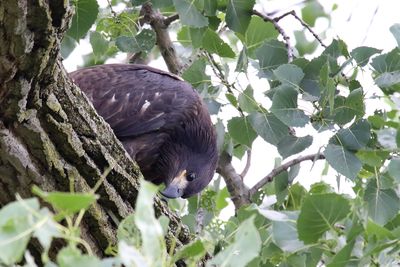 Curious Eaglet