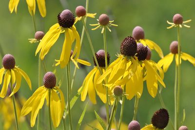 Prairie in Bloom