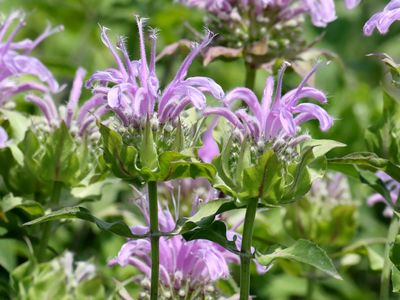 Prairie Purple