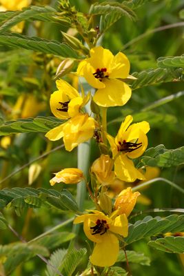 Summer Wildflowers