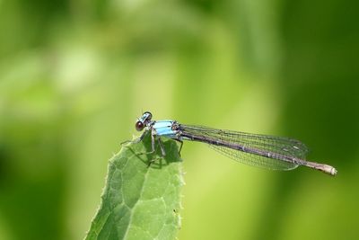 Small Predator