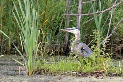 At the Fishing Hole