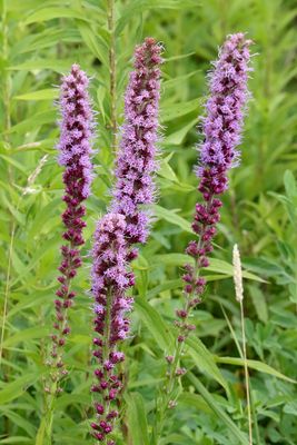 Prairie Heat