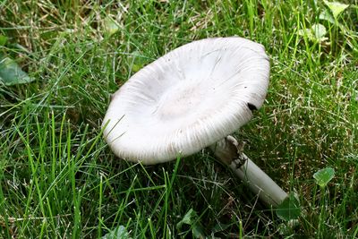 Mushroom in the Grass