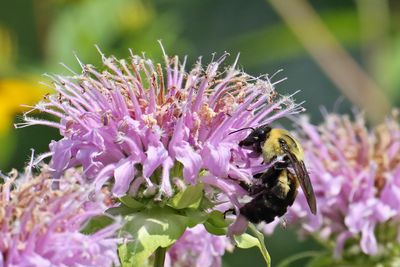 Bee and Bee Balm