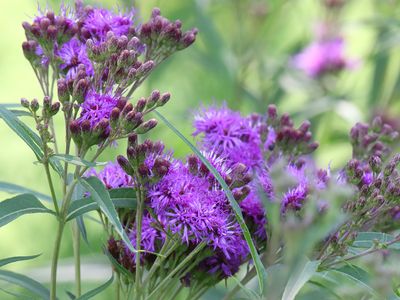 Purple Metal