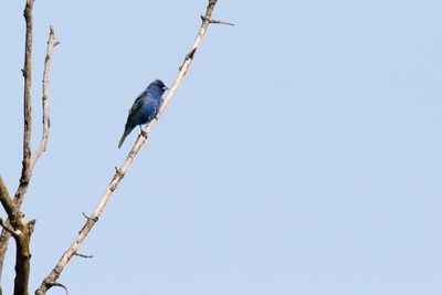True Blue