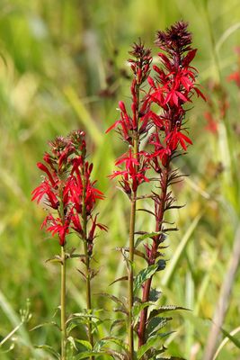 Wetland Wildflower
