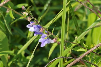 Wet Wildflower