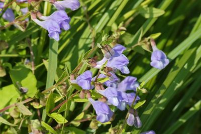 Small Blue