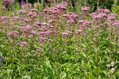 Summer on the Prairie