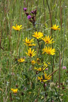 Summer on the Prairie
