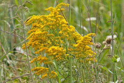 August Prairie