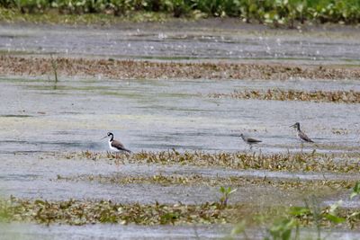 Stilt on the Shore