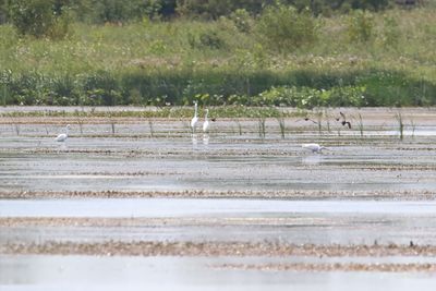 Working the Wetland