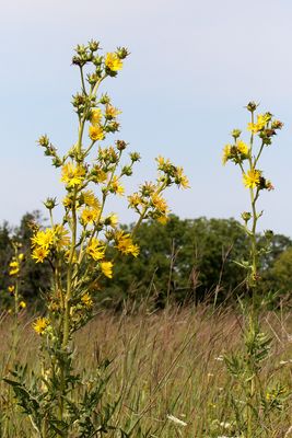 Prairie Plants