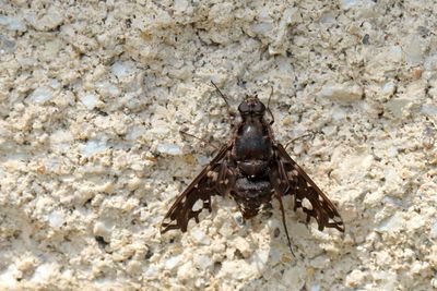 Friendly Fly