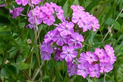 August Purple