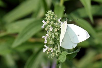 Non-Native