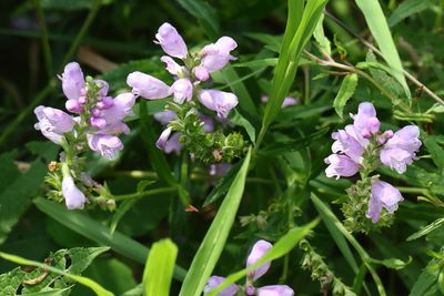Prairie Purple