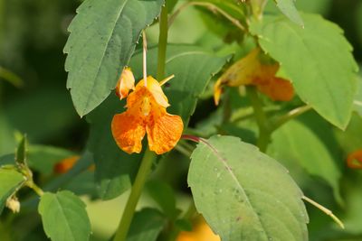 Orange Jewel