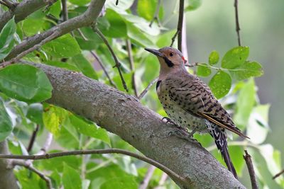 Bird on a Branch