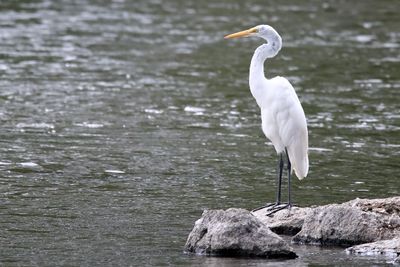 Standing Tall